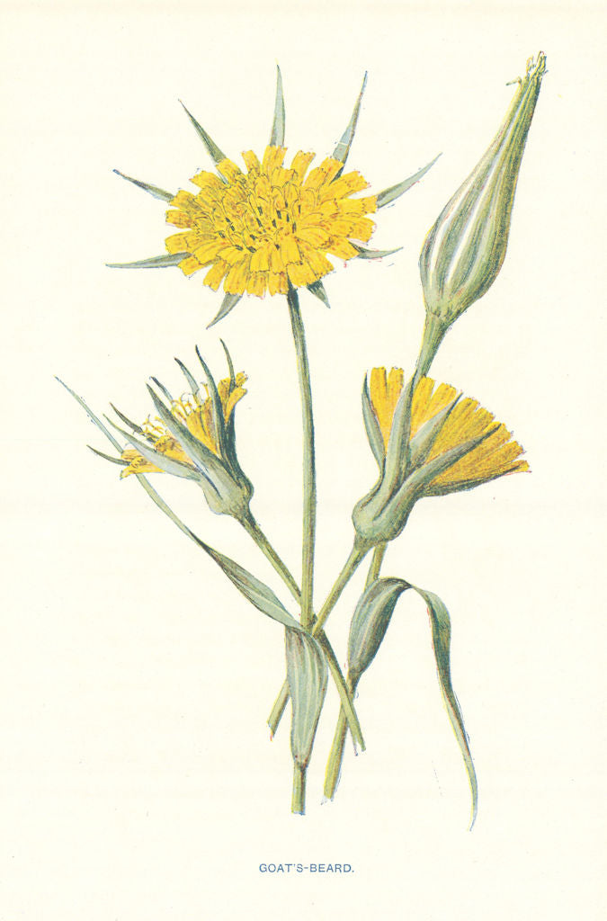 Goat's Beard. Wild Flowers by Frederick Edward Hulme c1895 old antique print